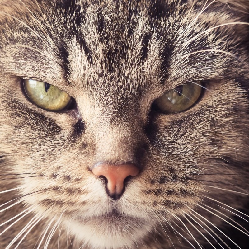 Крупная морда кота обложка