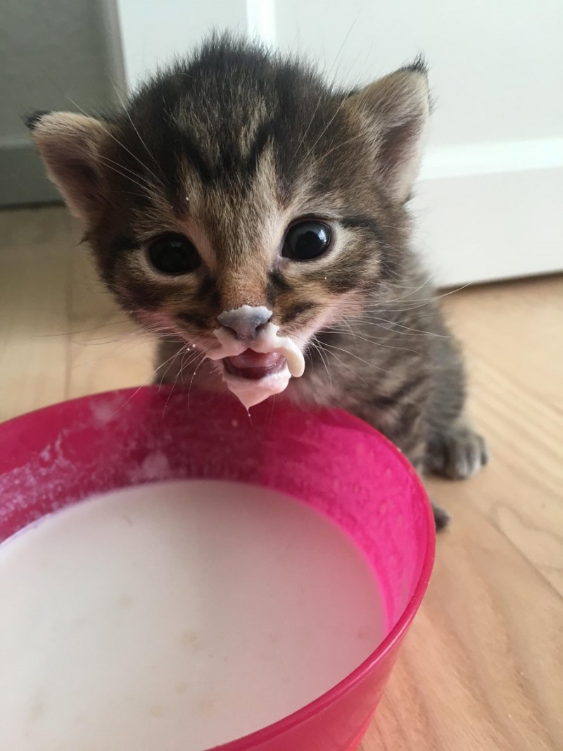 Котенок подмигивает одним глазом