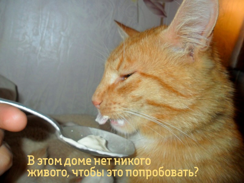 Рыжий кот в сметане