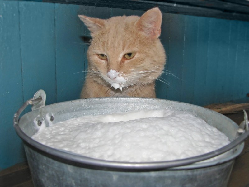 Котик и Сметанка
