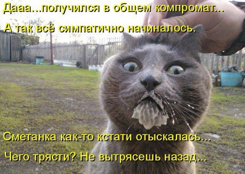 Смешной кот в сметане