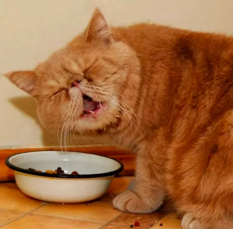 Котенок кушает