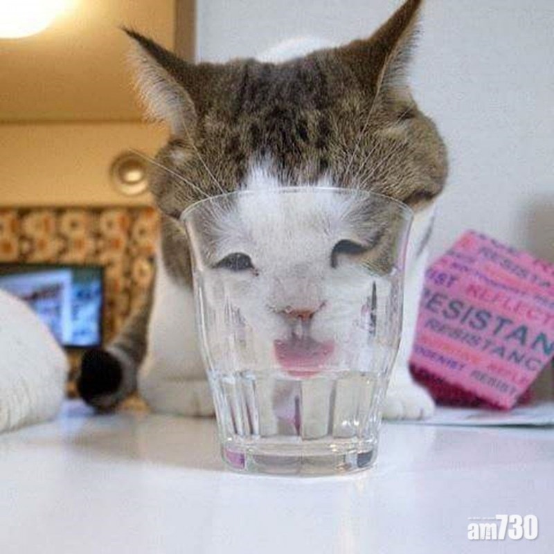 Черный котенок испачкался