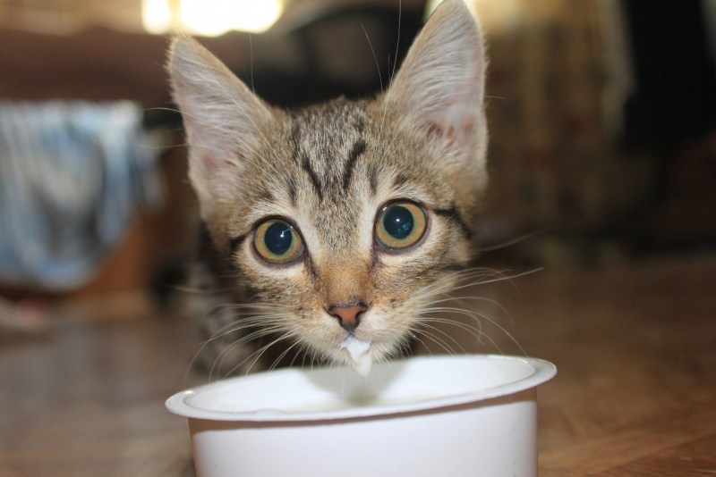 Кошка лакает молоко