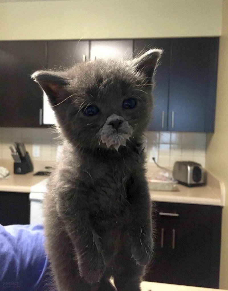 Котёнок с испачканной мордочкой