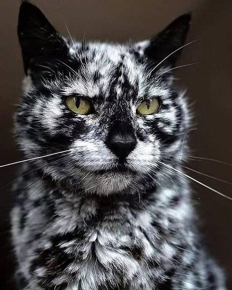 Необычные расцветки кошек