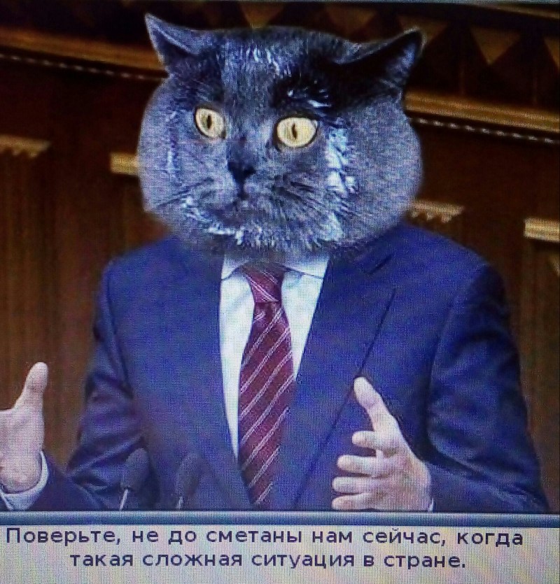 Кошачий депутат