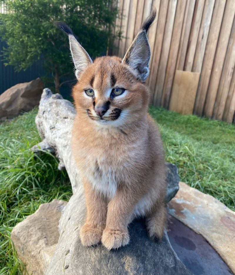 Степная кошка каракал