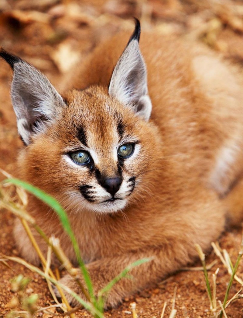 Каракал кошка