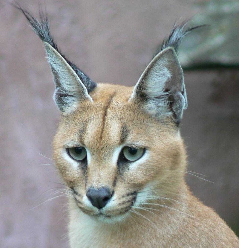 Степной кот каракал