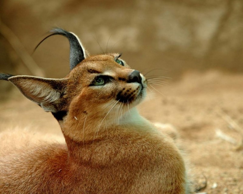 Bobcat порода кошек