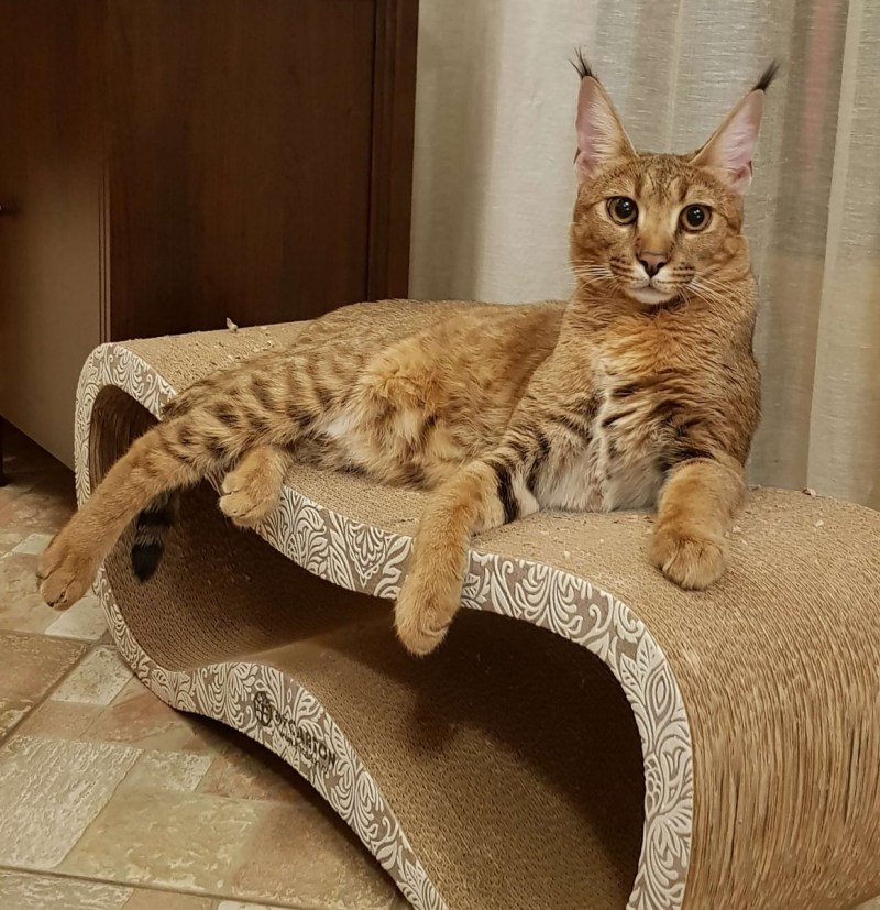 Степной кот каракал