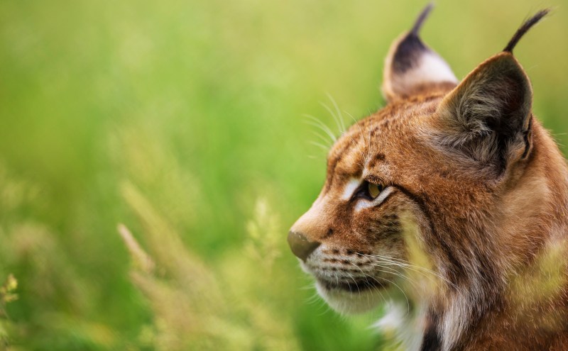 Рысь — Lynx Lynx