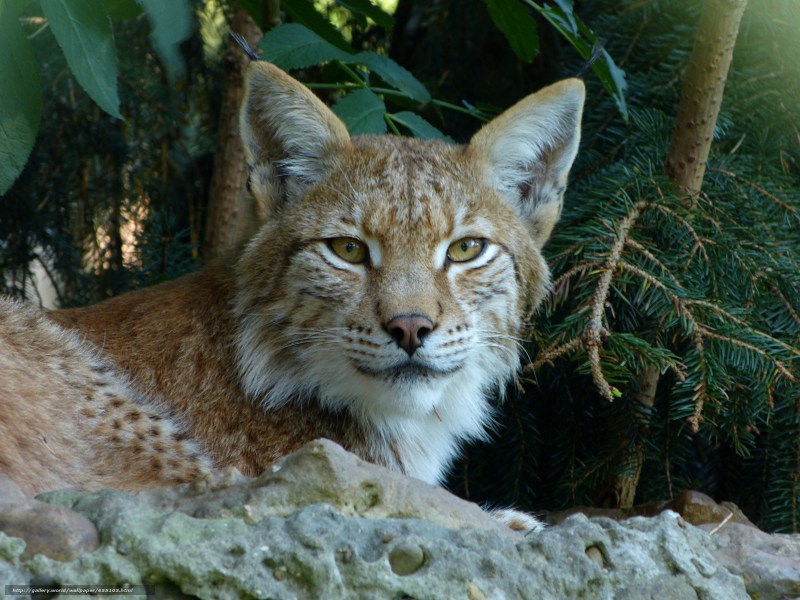 Alpen Luchs (Рысь)