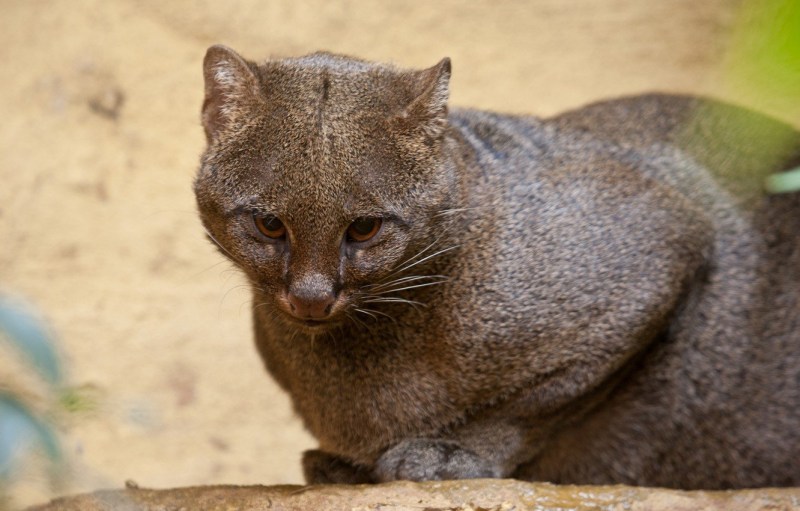 Кошка Темминка (Catopuma temminckii)