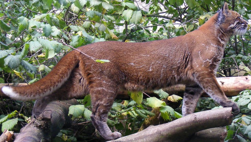 Кошка Темминка (Catopuma temmincki)