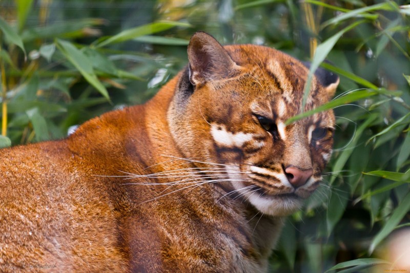 Кошка Темминка (Catopuma temminckii)
