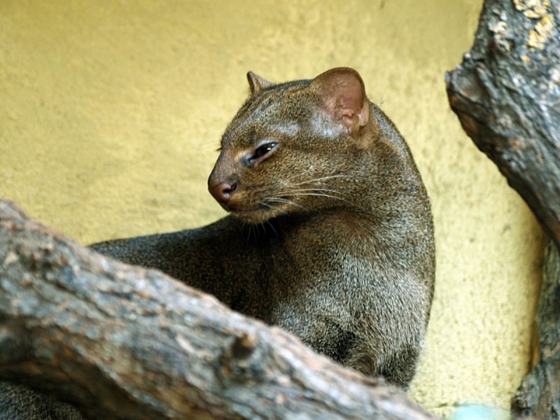 Кошка Темминка (Catopuma temminckii)
