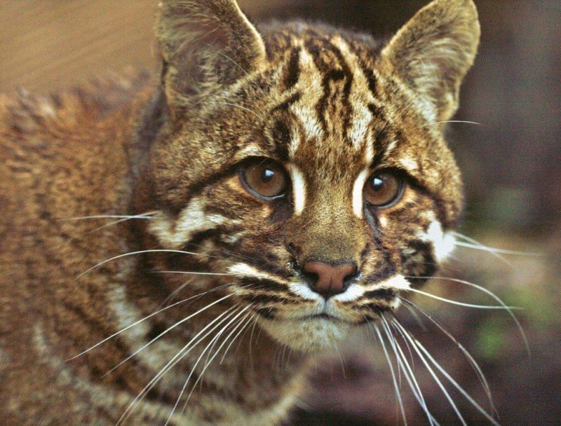 Дикая кошка ягуарунди