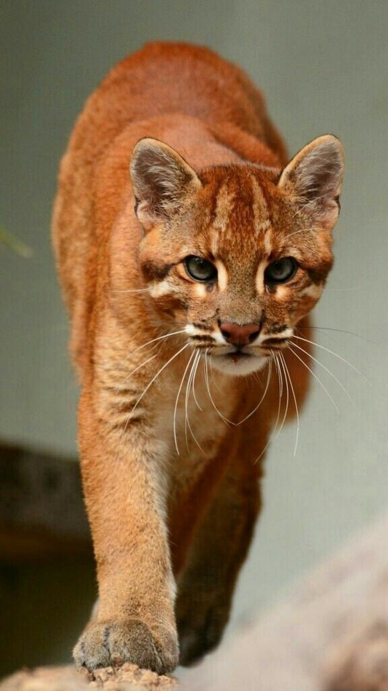 Золотая кошка (profelis aurata)
