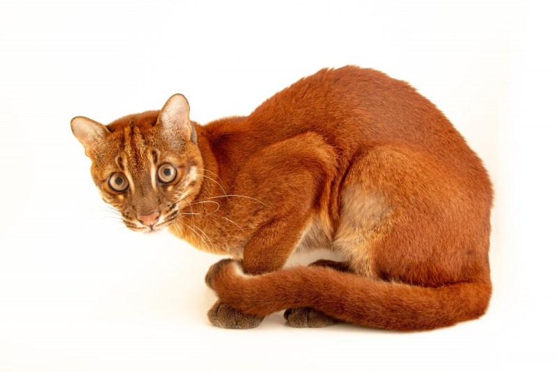 Ягуарунди кошка