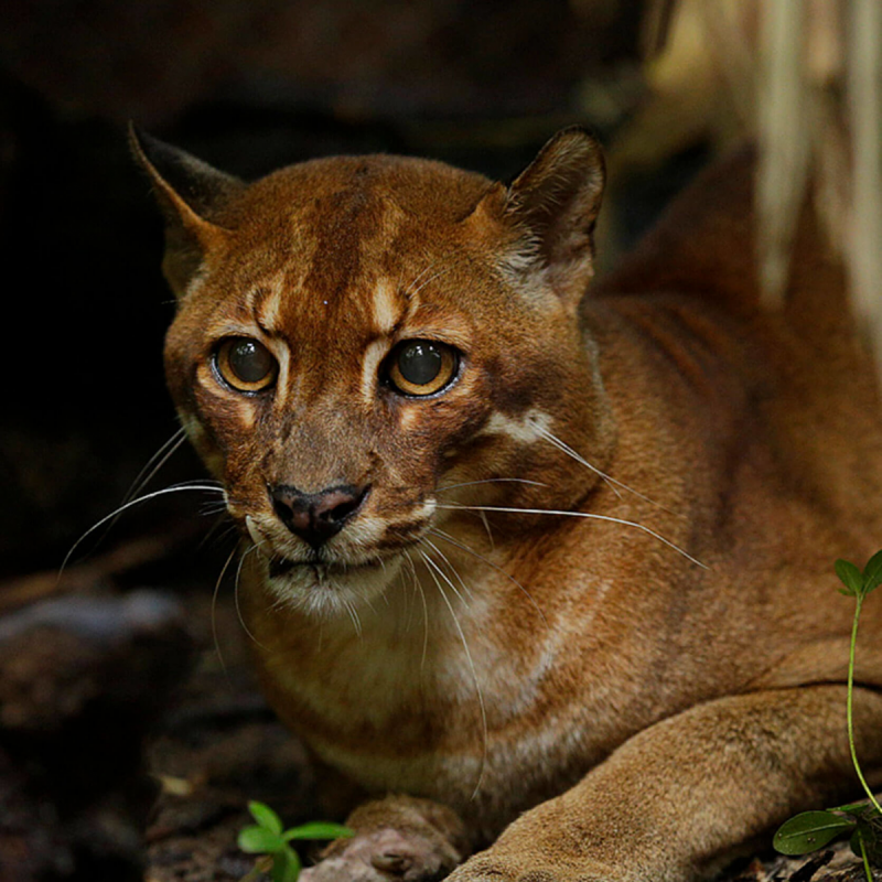 Золотая кошка (profelis aurata)