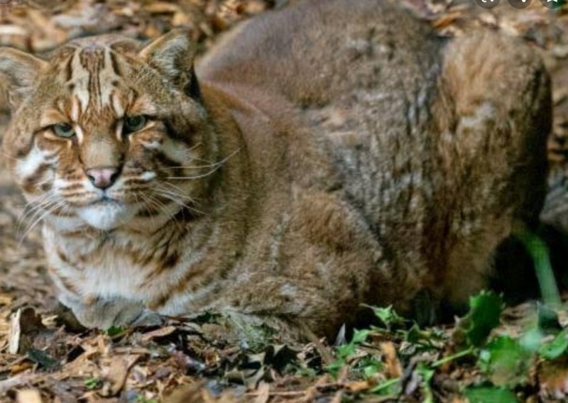 Ягуарунди кошка