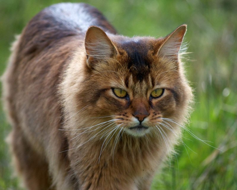 Коричневый кот с голубыми глазамм
