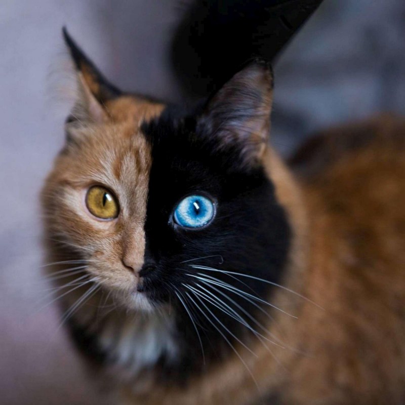 Бурая кошка