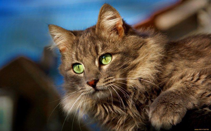 Сибирская зеленоглазая кошка