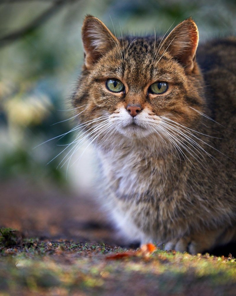Красивые коты