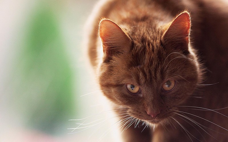 Коричневые коты