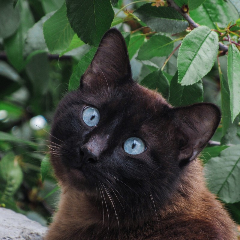 Кошачий глаз