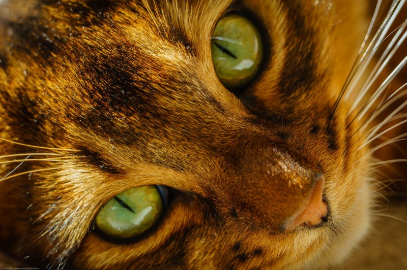 Коты Воители коричневый кот