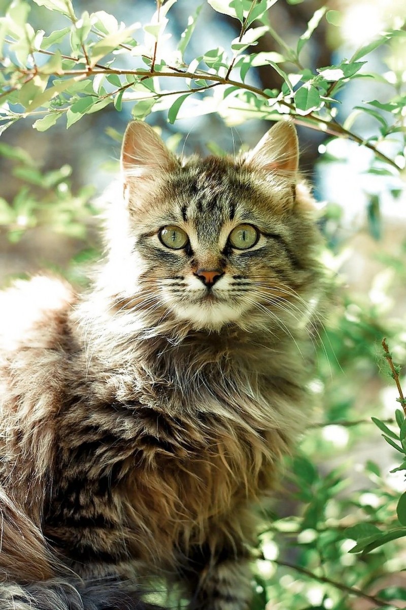 Кошачьи глаза фото на рабочий стол