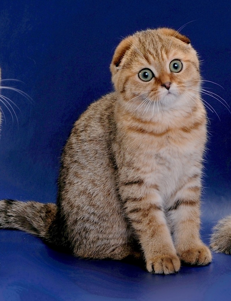 Британская вислоухая кошка