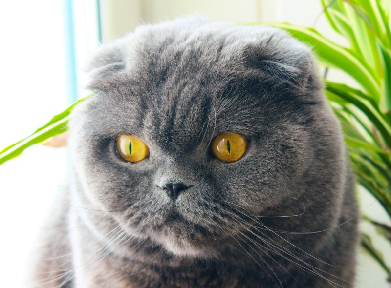 Скоттиш фолд британец вислоухий