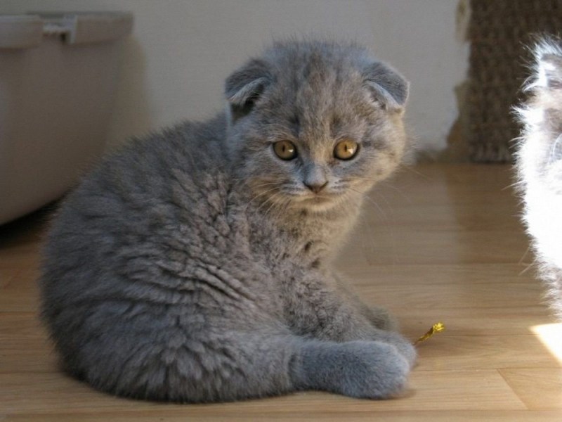 Шотландская вислоухая кошка