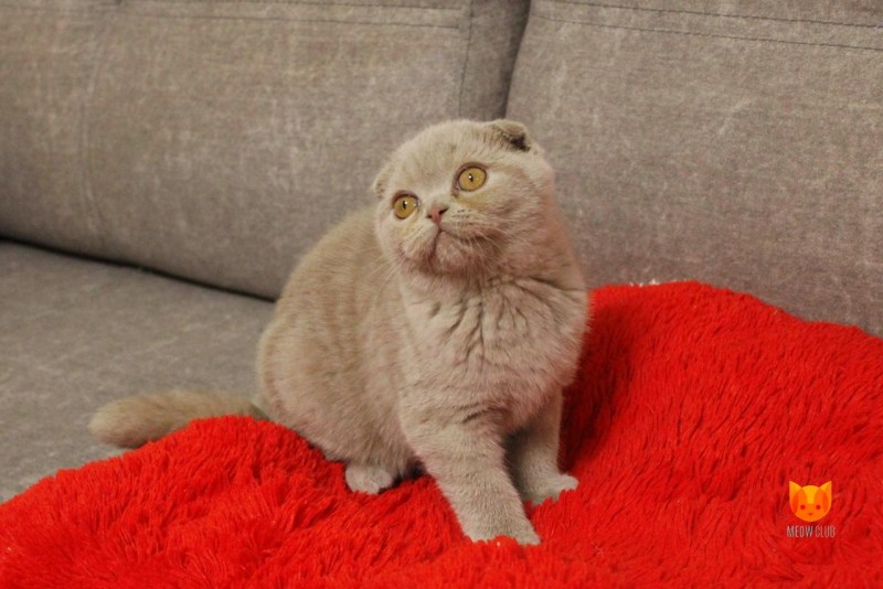 Кошка шиншилла Британская вислоухая