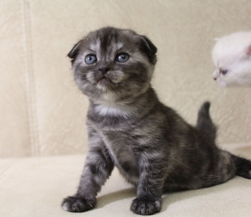 Котята ютуб Шотландские вислоухие