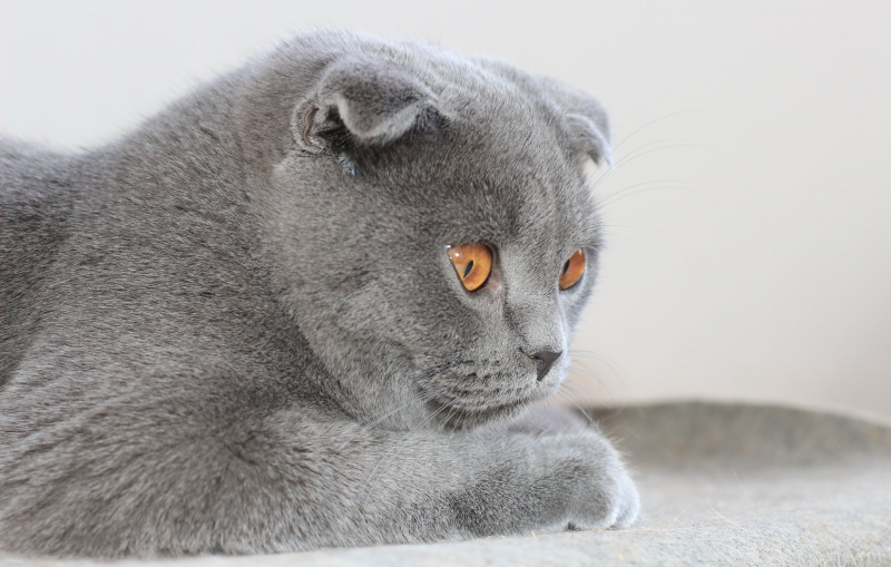 Вязка кошек как выглядит