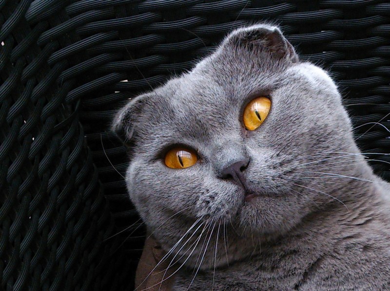 Коричневые Шотландские вислоухие котята