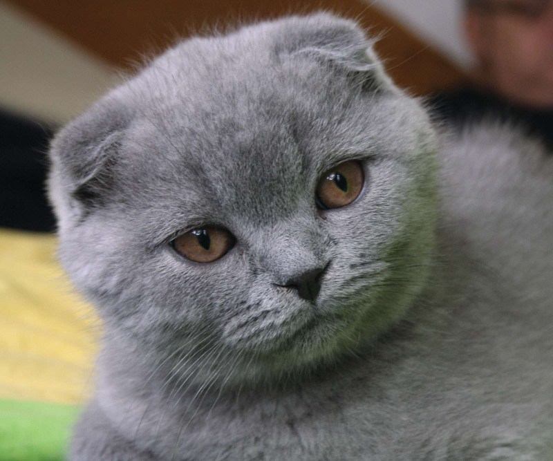 Скоттиш фолд британец вислоухий