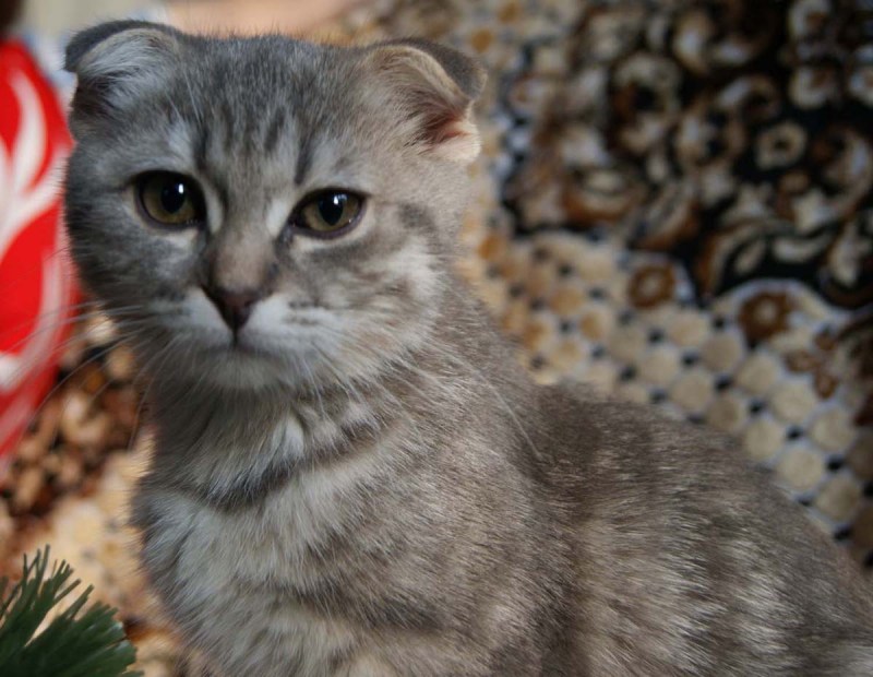 Шотландская вислоухая кошка