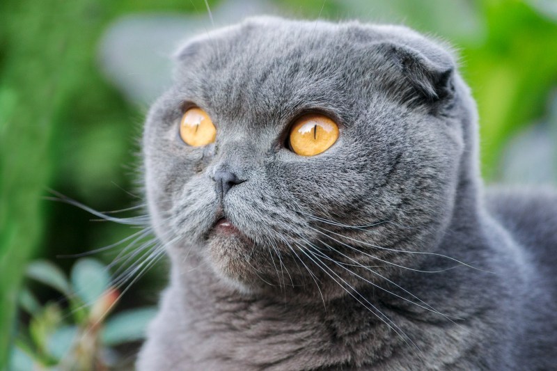 Шотландский вислоухий кот голубоглазый