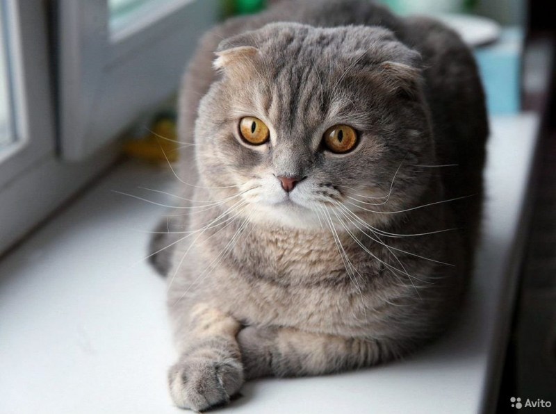 Scottish Fold Munchkin