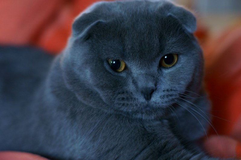 Вислоухие кошки глупые