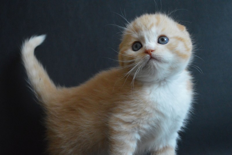 Картинки котята 9 дней вислоухие