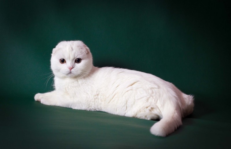 Шотланская Веселуха кошка