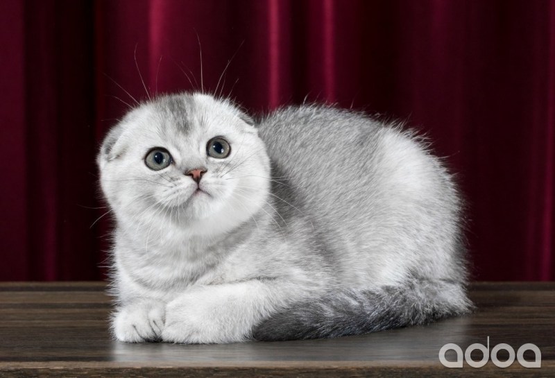 Скоттиш-фолд Шотландская вислоухая кошка